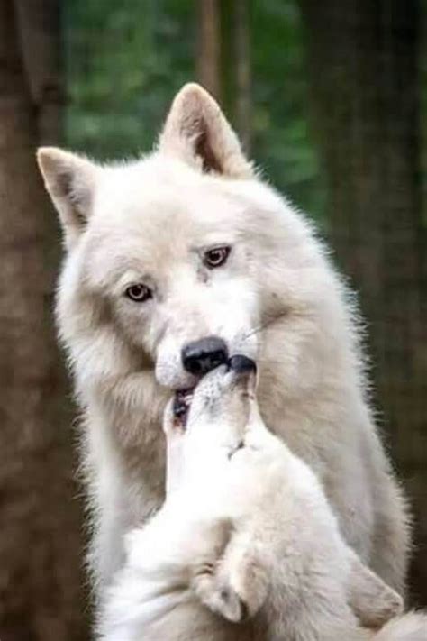 29 Cute Wolf Pictures That Will Melt Your Heart A Little