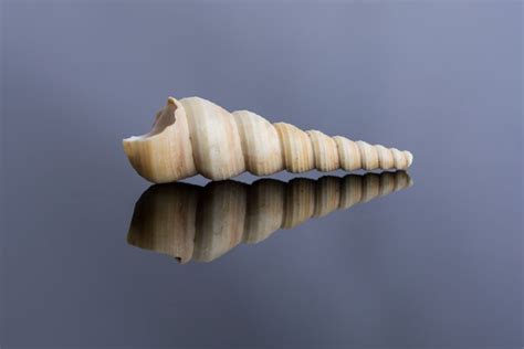 Spiral Seashell Reflection Photography Close Up Photography Sea Shells