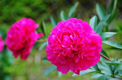 34 468 tykkäystä · 1 456 puhuu tästä. 過去の写真・5月～6月の花風景 シャクヤク - 綺麗な写真 日々出来事