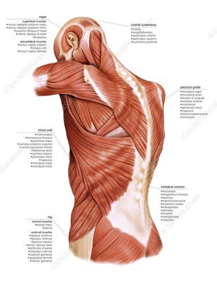 Head and Trunk muscular groups - Stock Image - C020/0358 - Science