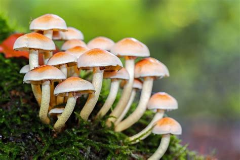 Qué son los hongos Los 9 tipos principales