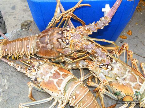 Lobster Season Is Officially Open The San Pedro Sun