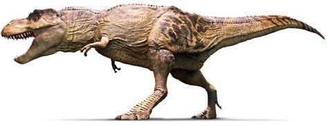 Tyrannosaurus Rex Roamed Western North America Around 68 To 66 Million