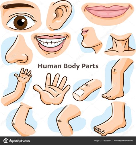 Anatomy Of The Human Body Parts