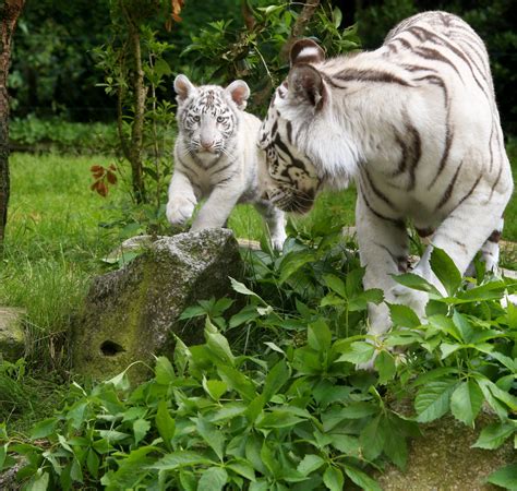 Animaux Photos Trois Tigres Blancs Du Zoo Damnéville Font Route Vers
