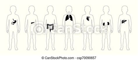 Vector Isolated Illustration Of Child Internal Organs In Boy Body