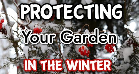 Protecting Your Garden In The Winter