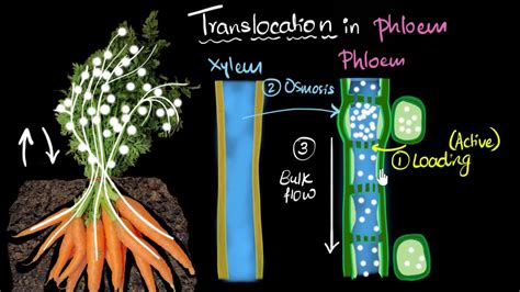 Phloem And Translocation Life Processes Biology Khan Academy