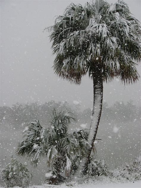 Snowy Palm Tree The Great Snow Fall Of December 11 2008 Nola
