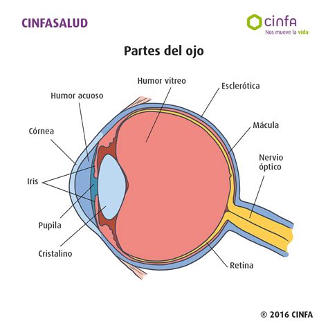 Las Partes Del Ojo Humano Anatomia Ocular Anatomia Del Ojo Ojo Humano