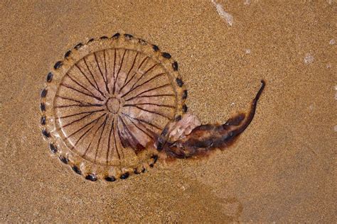 Compass Jellyfish Washed Up On Beach Stock Image Image Of Hysoscella