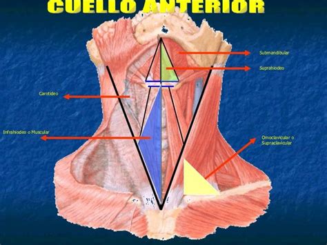 Espacio Supraclavicular Triangulos Del Cuello Anterior
