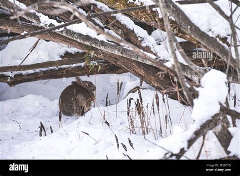 An Eastern Cottontail Rabbit Is Crouched In The Snow Below Some