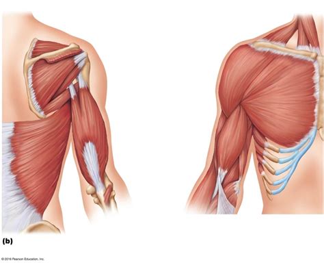 Back Muscle Anatomy Diagram Photos