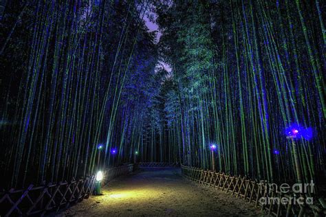 Bamboo Forest At Night Photograph By Aaron Choi Pixels