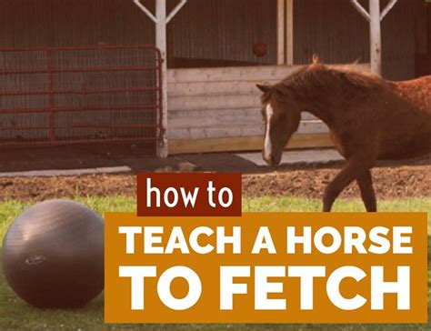 How To Teach Your Horse To Fetch Easy Steps To Teach Your Horse This