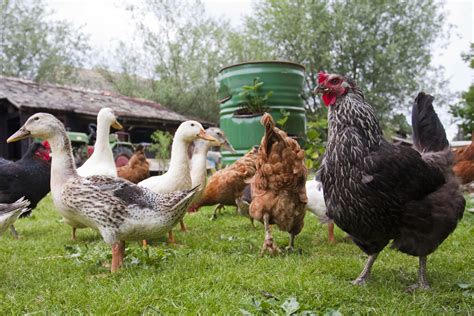 Can You House Chickens And Ducks Together Blains Farm And Fleet Blog