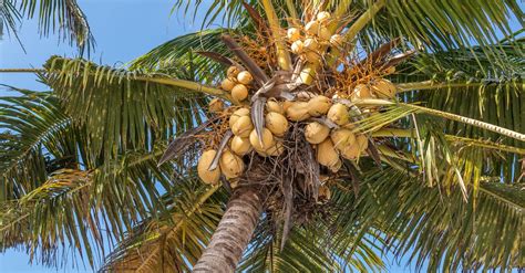 You can download free photos and use where you want. Coconut Tree · Free Stock Photo