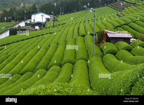 Rows Of Green Tea Bushes Growing On The Makinohara Tea Plantations In