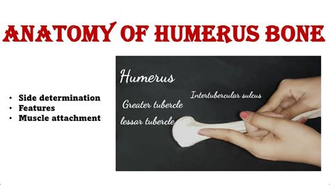 Humerus Bone Anatomy Features Side Determination Muscle