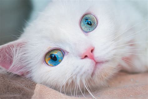 ✓ free for commercial use ✓ high quality images. The Fascinating Facts Behind Cat Colors - Catster