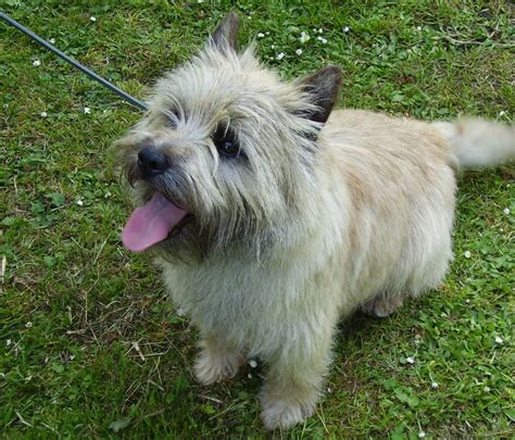 Cairn Terrier Puppies For Sale San Francisco Ca 241279