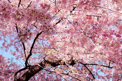 4 Best Flowering Cherry Trees To Grow In The South Gardeners Path