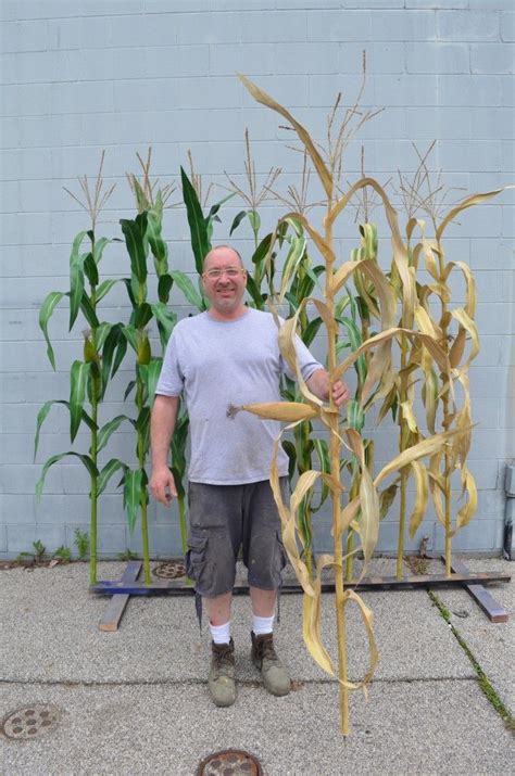 Artificial Corn Stalksthemed Environmental Fake Corn Plants In 2020