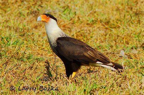 Ive Loved These Birds All My Life Now The Mexican Eagle Even