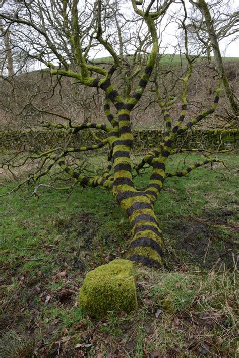 Nature Artist Andy Goldsworthy Painted Bands Onto A Tree With Mud He