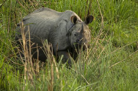 Nepal Goes High Tech In Its Fight Against Rhino Poachers