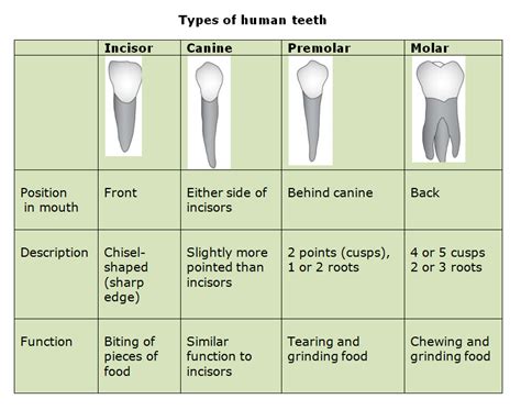Teeth Functions And The Structure Dr Nechupadam Dental Clinic