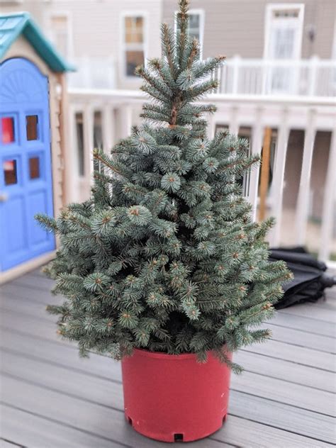 How To Take Care Of A Potted Christmas Tree The Right Way Christmas
