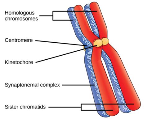 Draw The Structure Of The Chromosome And Label Its Parts