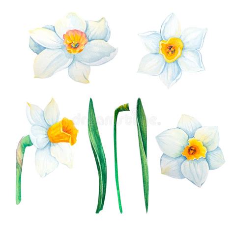 Set Of Narcissus Watercolor Illustrations On A White Background Stock