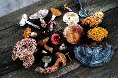 Mushroom Foraging And Hunting Stock Photo Download Image Now Istock