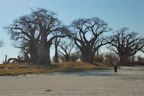 Traveling Through The Botswana Landmarks Osmiva