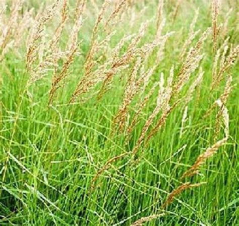 16 Best Ornamental Grass Seeds In 2019