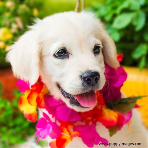 Golden retriever puppies 2021 7 x 7 inch monthly mini wall calendar, animals dog breeds puppies. 2 month old white golden retriever puppy # ...