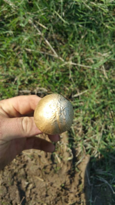 Need Help Identifying Mushroom Hunting And Identification