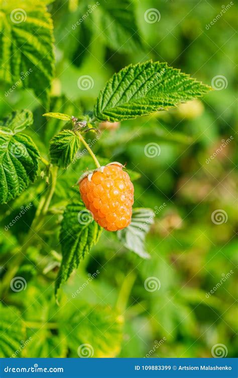 Yellow Raspberry Growing On A Branch Stock Image Image Of Nature