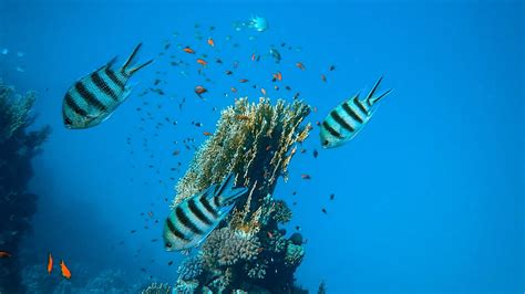 Wallpaper Fish Corals Aquarium Algae Hd Picture Image