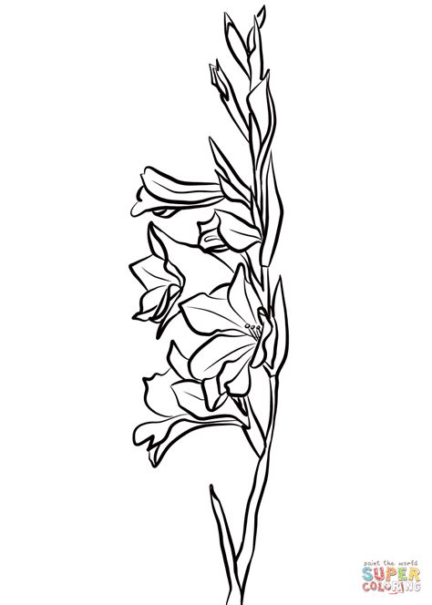 Gladiolus Flower Coloring Page Coloring Pages