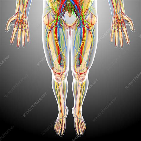 Explore the anatomy systems of the human body! Lower body anatomy, artwork - Stock Image - F006/1043 - Science Photo Library