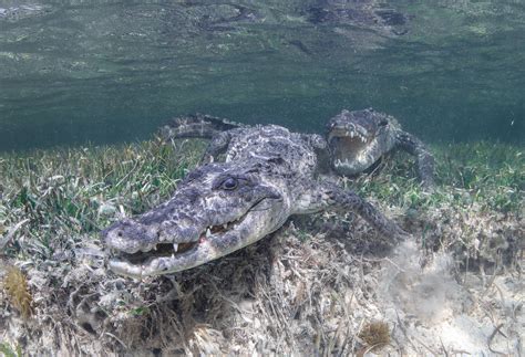 Crocodile Diving Off Banco Chinchorro Mexico — Sdm Diving