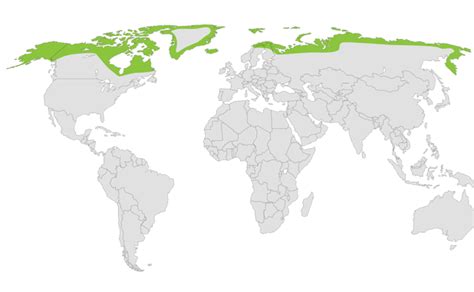 Where Do Arctic Foxes Live Map