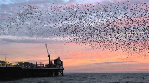 Brighton Pier Starlings 2016 Youtube
