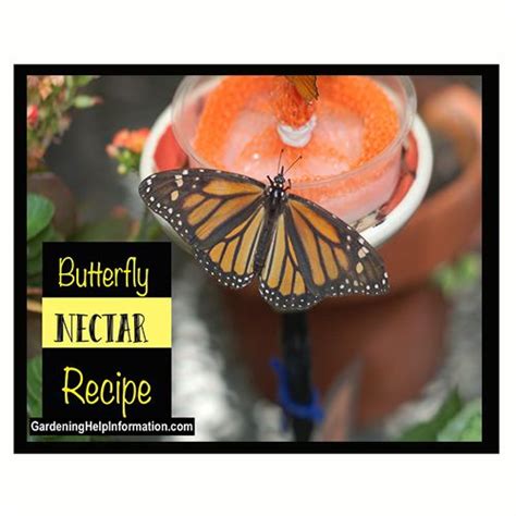 Butterfly Nectar Recipe Nectar Recipe Nectar Feeding