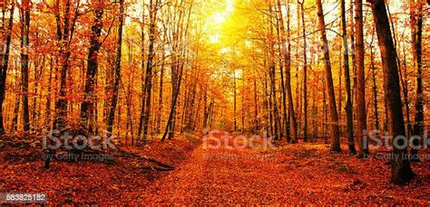 Photo Libre De Droit De Soleil Dans La Forêt Dautomne Banque Dimages