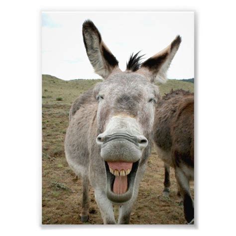 Donkey Smile Photo Print